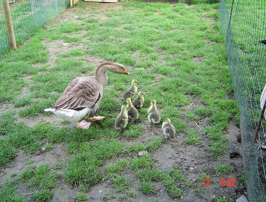 Aux Plumes De Grigy Bed and Breakfast Metz Buitenkant foto